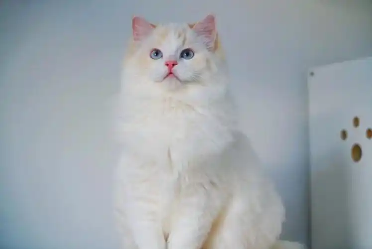 滴滴me)#火焰色布偶  #火焰布偶  #火焰色布偶猫