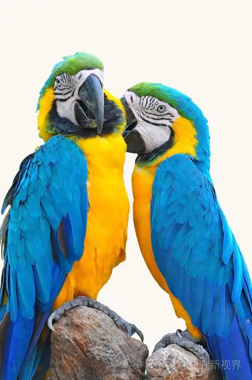 金刚鹦鹉爱情鸟照片-正版商用图片1ezgpk-摄图新视界