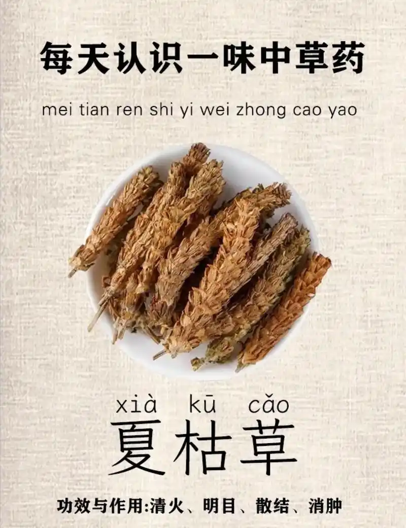 每天学习一味中草药-夏枯草.别名:夏枯球,棒头草,白花草,铁 - 抖音