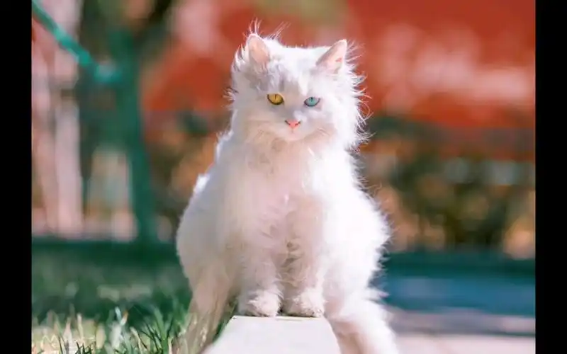 猫猫百猫图鉴44100故宫的异瞳猫