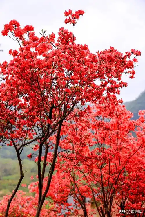 有一种红,叫杜鹃花开映山红