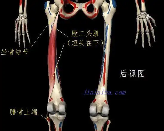 股二头肌的起止点及位置