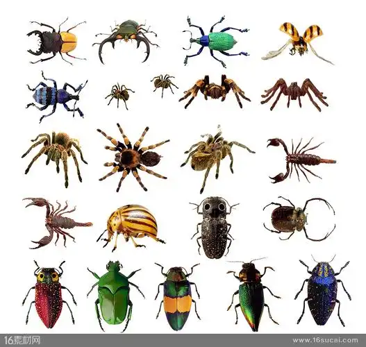 多种昆虫动物高清图片