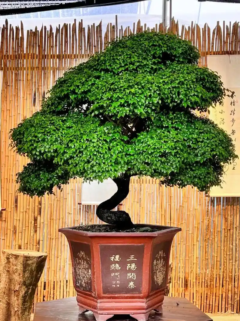 木中吉品·小叶紫檀.