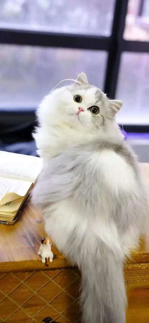 曼基康矮脚拿破仑猫多少钱一只曼基康矮脚拿破仑猫价格