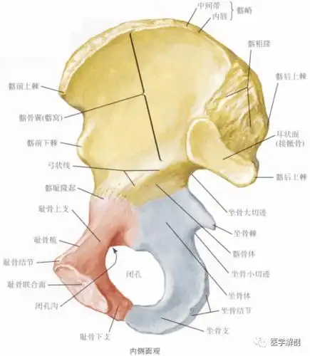 (答案:①髂骨翼 ②弓状线 ③耻骨梳 ④髂嵴 ⑤耳状面 ⑥坐骨棘 ⑦耻骨