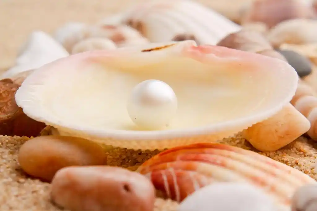 珍珠母贝壳,珍珠母贝壳