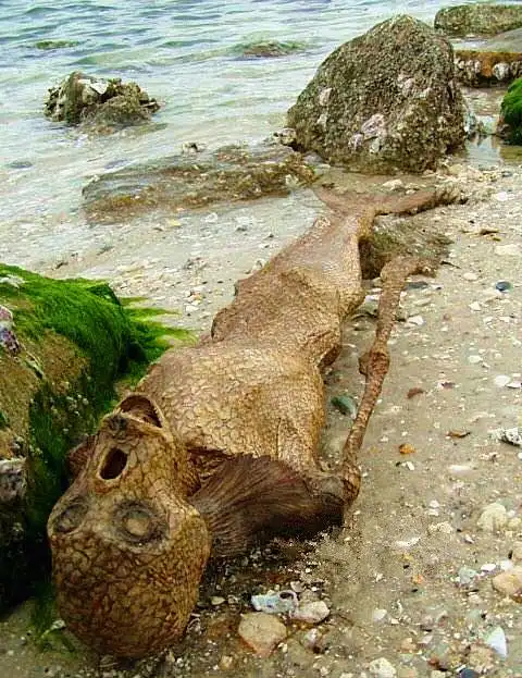 说话人头鱼怪是海底人吗_挂云帆