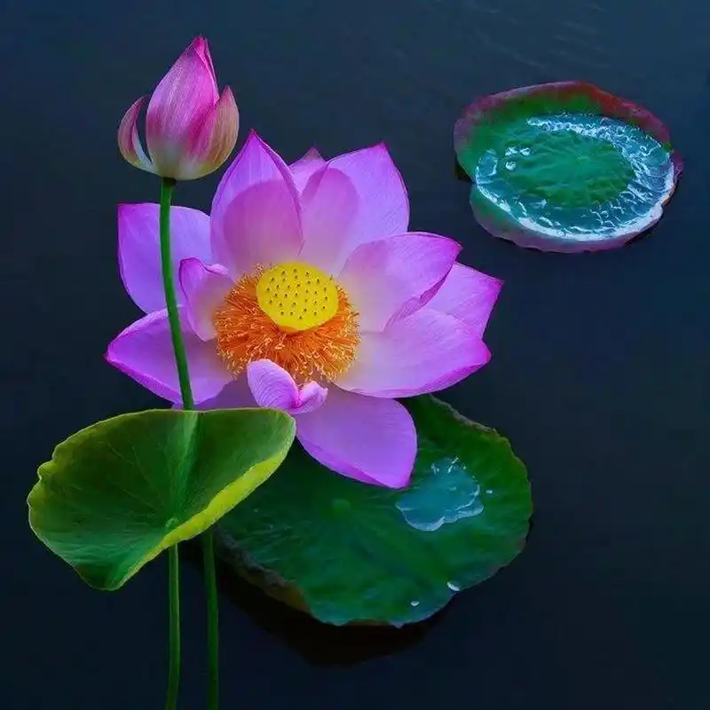 成熟文艺端庄大气的头像分享   给你带来好运的头像