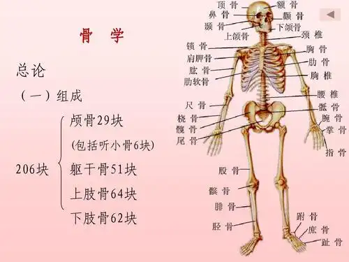 正常人体解剖学 第一章 运动系统 骨学ppt