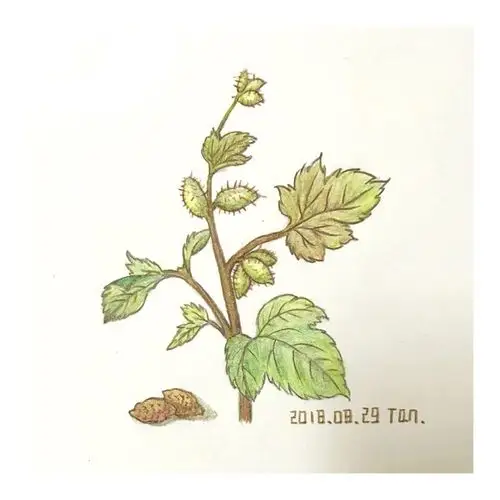 《本草诗画》系列苍耳篇 - 简书
