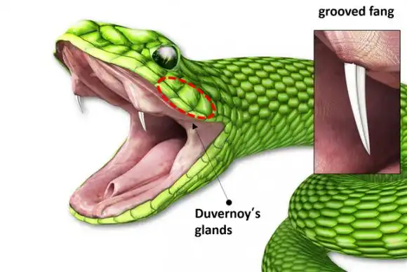 化妆品高价原料吸收率仅为0.3%,韩科研团队利用蛇牙原理解决该问题