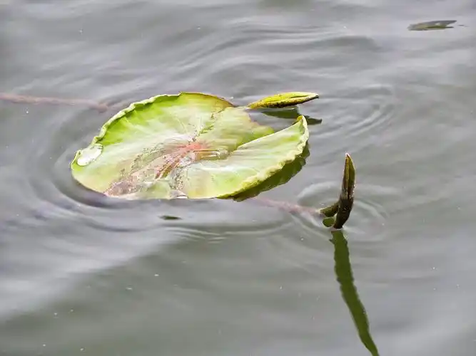 出水的荷叶