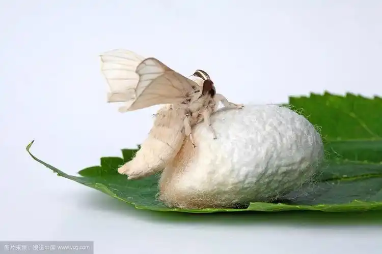 蚕变感知生命的蜕变用陪伴发现孩子新的成长