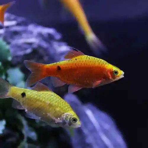 热带鱼观赏鱼小型鱼曼龙鱼五彩丽丽鱼好养耐活鱼彩裙鱼宠物活体鱼金