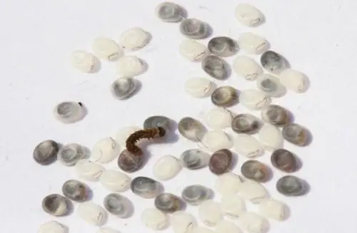 蚕卵看上去很像细粒芝麻.