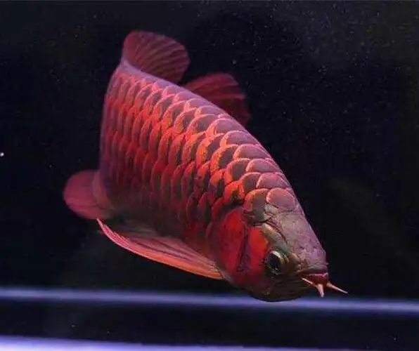 由于这条血红龙最后被一位日本男子以60万美元(接近500万)的价格买走