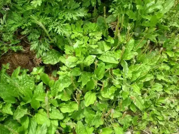 农村路旁常见的42种中草药 走过路过千万不要错过