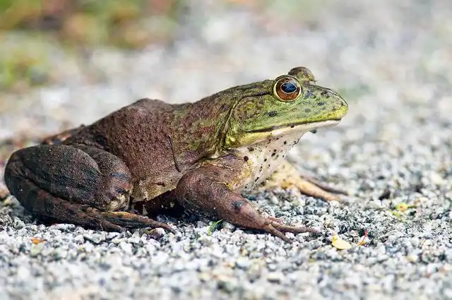 【美洲牛蛙】北美牛蛙侵犯中国内陆,最大长度达2公斤,新疆是否已经"