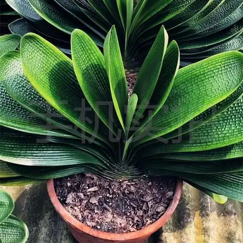 长春春匠君子兰圆头宽叶巨无霸粗筋麻脸和尚花卉绿植