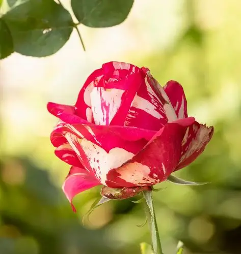 奇葩的双色月季花
