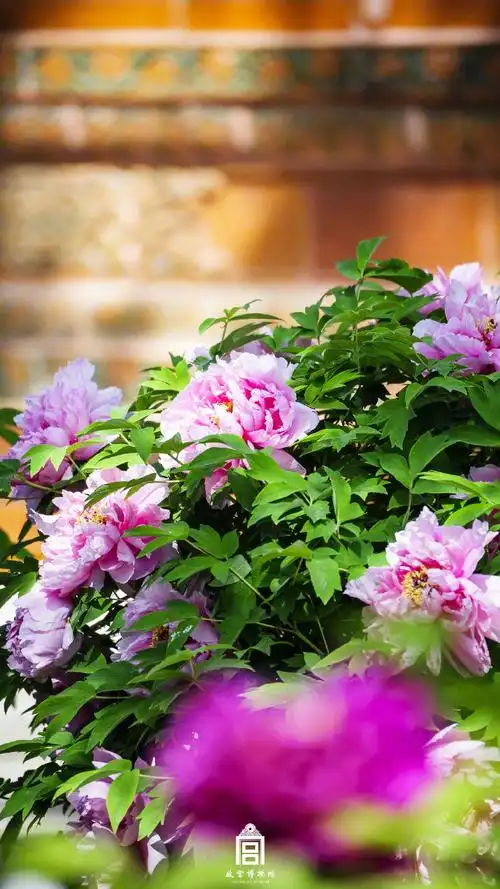 春天故宫牡丹壁纸##故宫牡丹开出错落有致的美