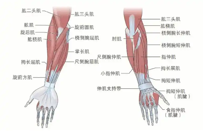 肘桡尺和腕关节肌肉及肌肉动作