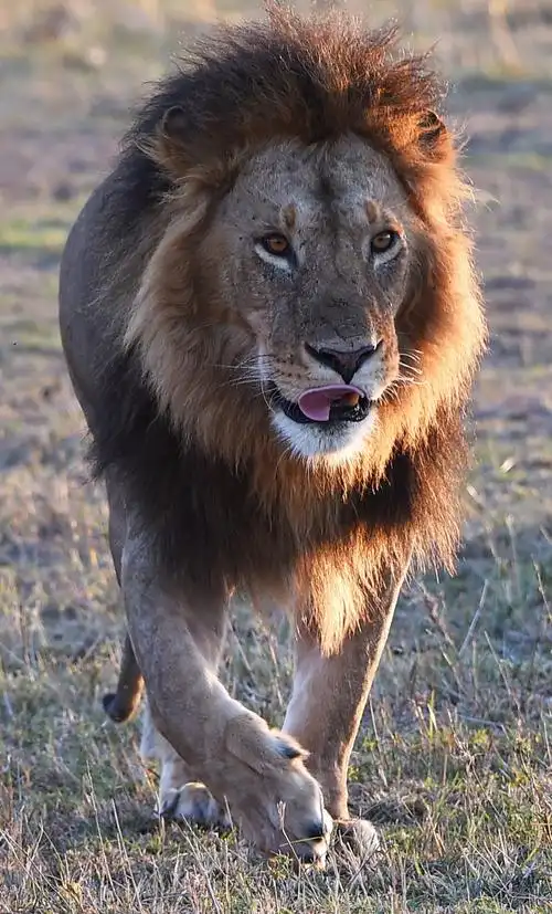肯尼亚师别名马赛狮,是现存平均体重最大的猫科动物,也是在世界上唯一