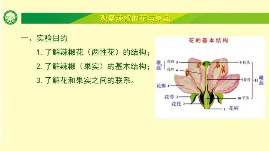 【教育创新公开课】观察辣椒的花与果实|厨房生物学77