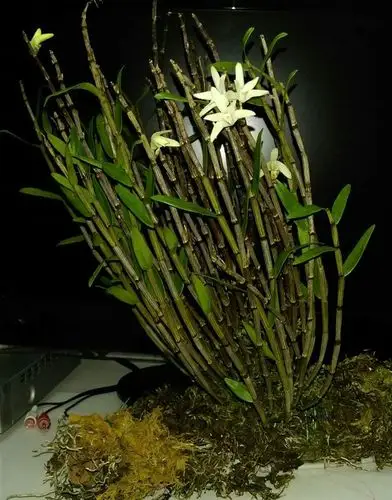 刚重拍的铜皮石斛兰,深圳的冬天也是春天哦.