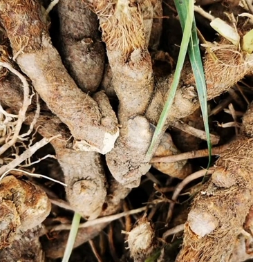 [知母片批发]鲜知母价格3.50元/公斤 - 一亩田