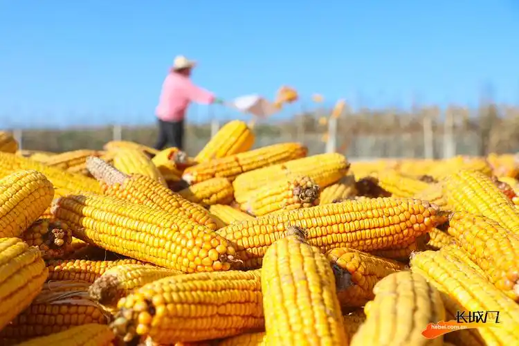 组图唐山寒露时节农事忙