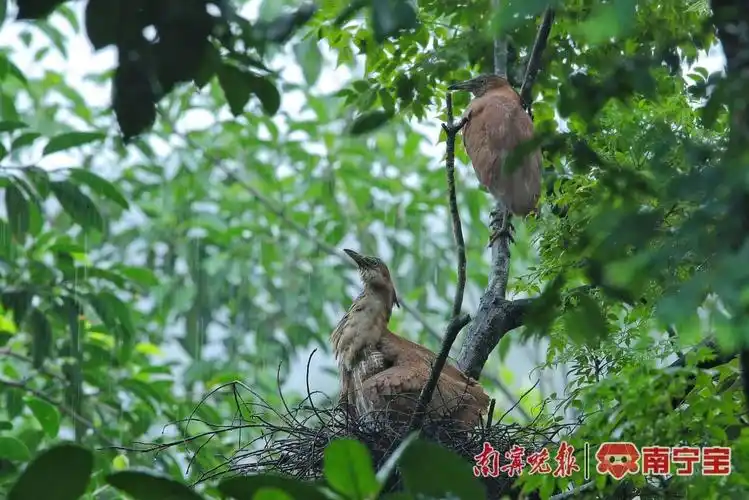观鸟爱好者供图据鸟类摄影爱好者提供的视频画面显示,蒙蒙细雨中,在