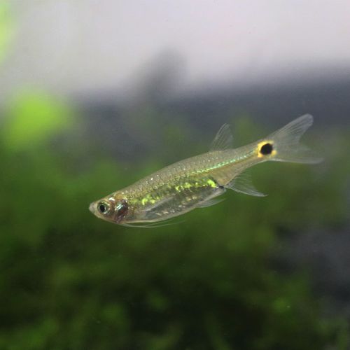 龙须鱼热带观赏鱼活体吃除油膜鱼工具鱼小型草缸淡水灯科鱼好养