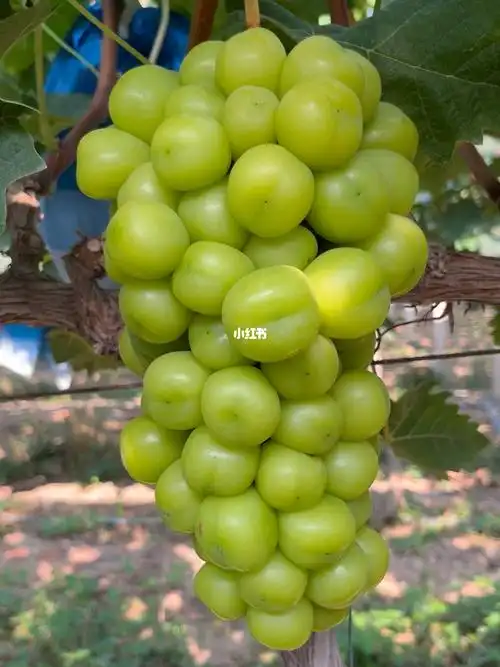 秋天的第一串阳光玫瑰