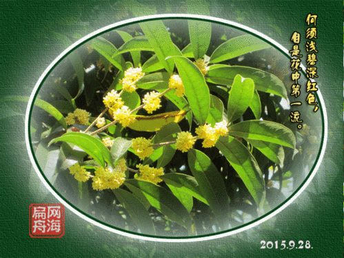 只记得音乐舞蹈史诗《东方红》里面的那首《八月桂花遍地开》,作为