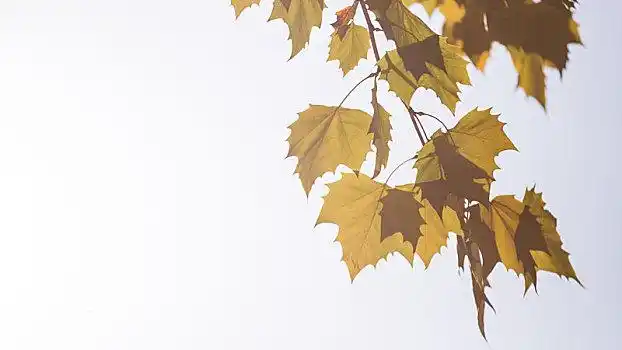 北京深秋的梧桐树叶