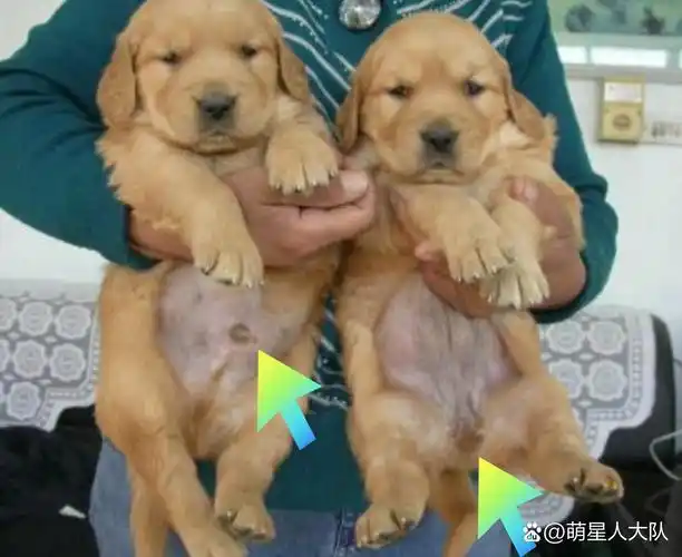 有没有懂的人告诉我啊! #狗狗# #狗狗怎么分公母