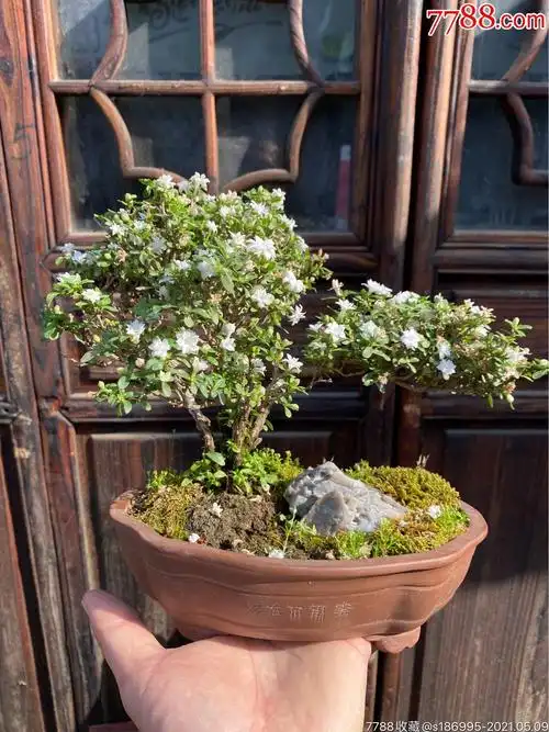 六月雪老盆景
