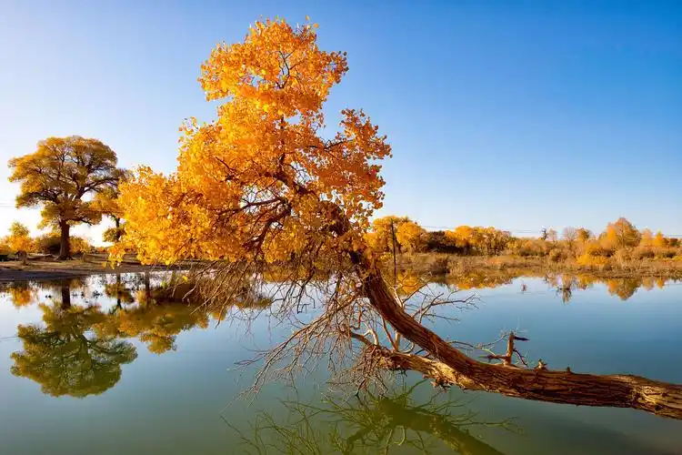 秋天 我感受绝美的胡杨林