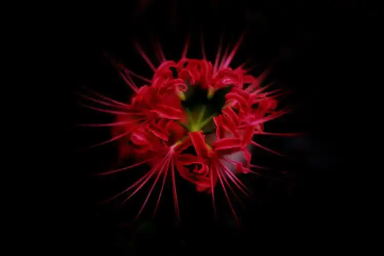 恶之花-曼珠沙华.