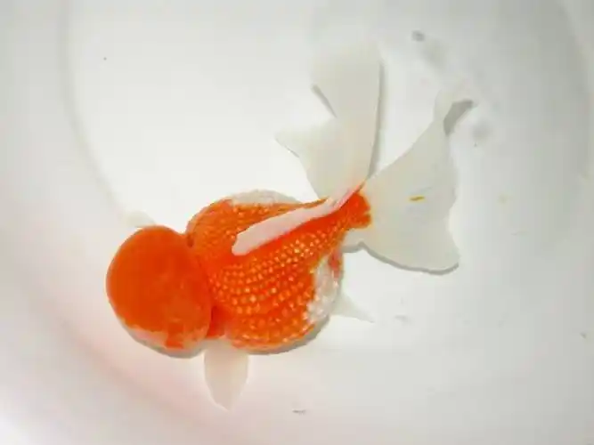 红皇冠珍珠金鱼