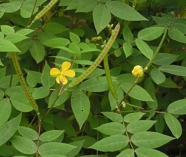 农村有一种蛇怕草,蛇看到它都会逃,蛇怕草是什么?