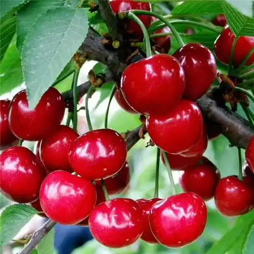 哪里有品种纯沙王樱桃树苗哪家好,贵州省