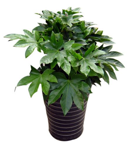 八角净化空气重庆盆景叶盆景金盘盆栽观办公室花园室外绿植