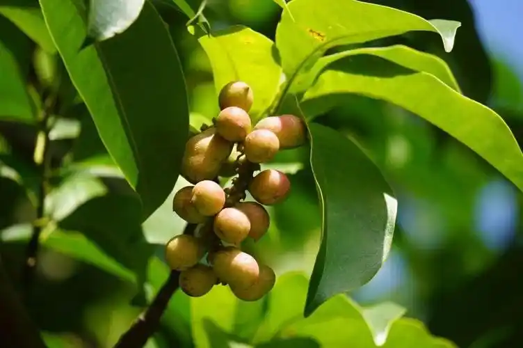 乐昌含笑的花语是什么,乐昌含笑的特征