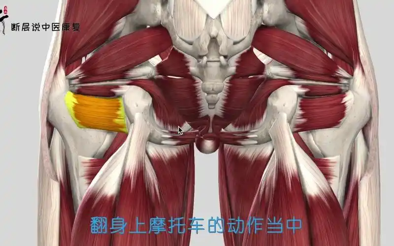 【每日一肌】股方肌——翻身上马屁股痛,这块肌肉虽然长得方正,却是个