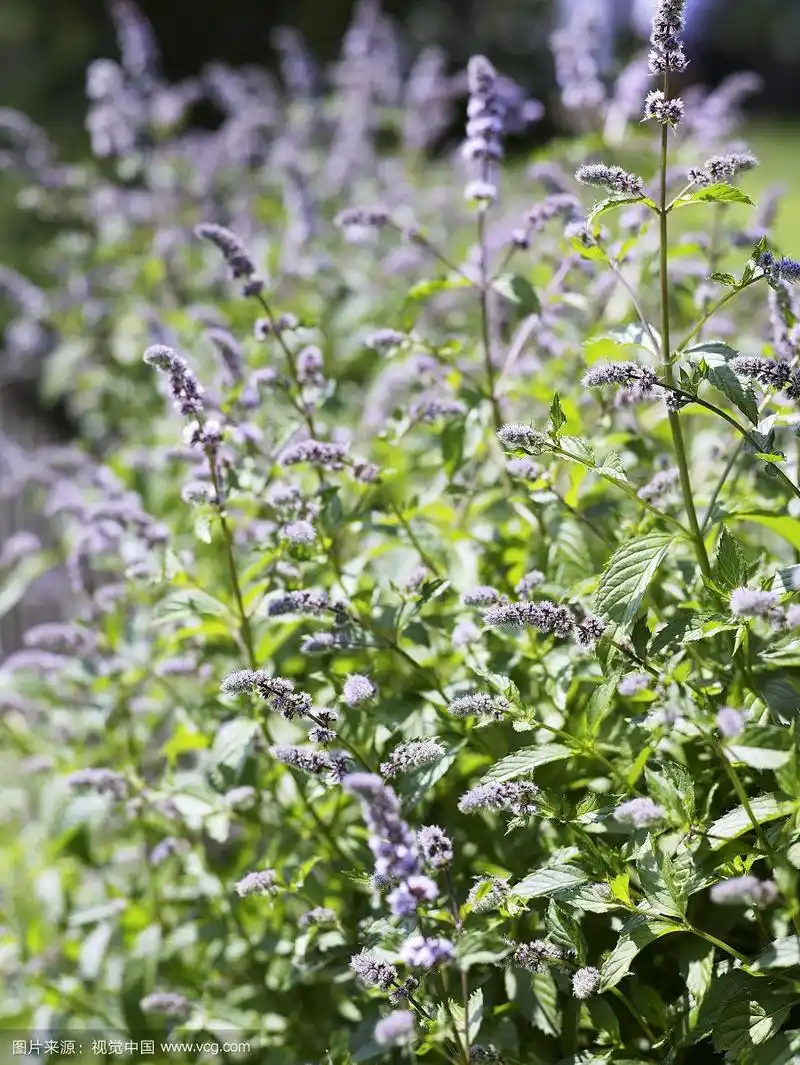 开花植物薄荷
