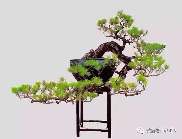 这三种悬崖盆景,真是气势不凡!