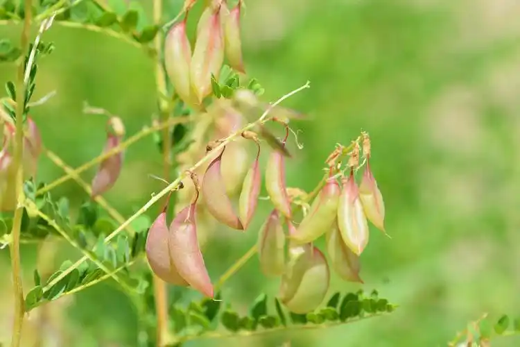 黄芪的果实和白色的小花,原创摄影